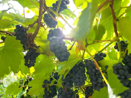 爽太(ｿｳﾀ) ベルギー旅行記⑧