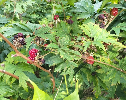 爽太(ｿｳﾀ) ベルギー旅行記➉